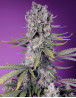Papaya Zoap F1 Fast Version