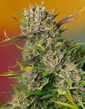 Papaya Zoap Auto