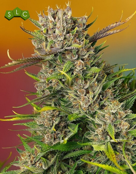 Papaya Zoap Auto