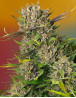 Papaya Zoap Auto