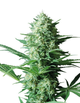 Critical Widow