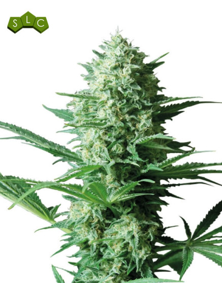 Critical Widow