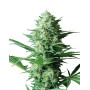 Critical Widow