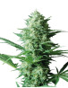 Critical Widow