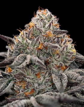 Oreoz - Gea Seeds feminizadas