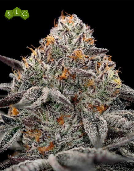 Oreoz - Gea Seeds feminizadas