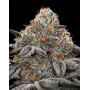 Oreoz - Gea Seeds feminizadas