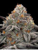 Oreoz - Gea Seeds feminizadas