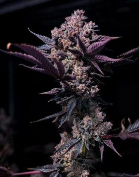 Black Cookie - Gea Seeds feminizadas