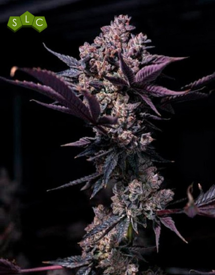 Black Cookie - Gea Seeds feminizadas