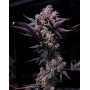 Black Cookie - Gea Seeds feminizadas