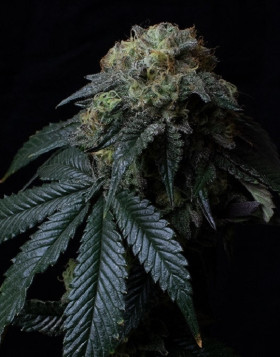 Ice Cream Cake - Gea Seeds feminizadas