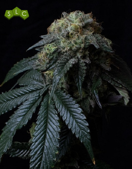 Ice Cream Cake - Gea Seeds feminizadas