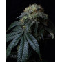 Ice Cream Cake - Gea Seeds feminizadas