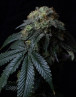 Ice Cream Cake - Gea Seeds feminizadas