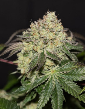 La Bomba - Gea Seeds feminizadas