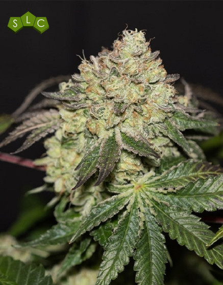 La Bomba - Gea Seeds feminizadas