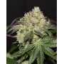 La Bomba - Gea Seeds feminizadas