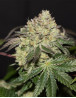 La Bomba - Gea Seeds feminizadas