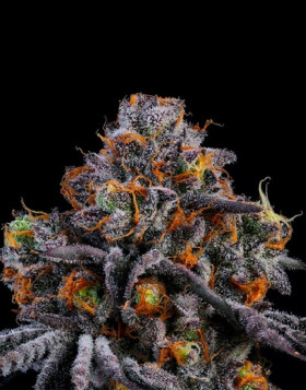RS11 - Gea Seeds feminizadas