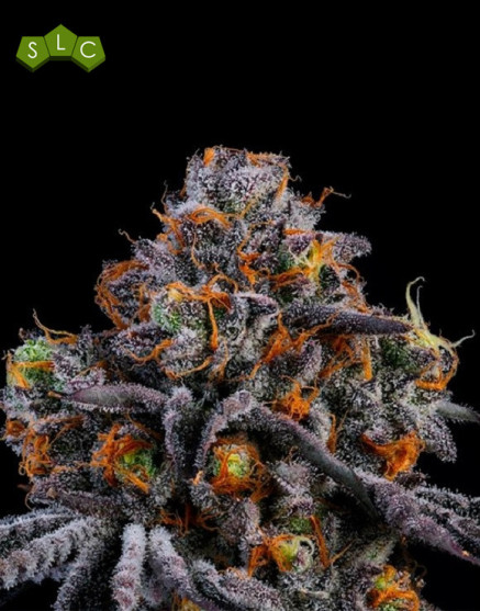 RS11 - Gea Seeds feminizadas
