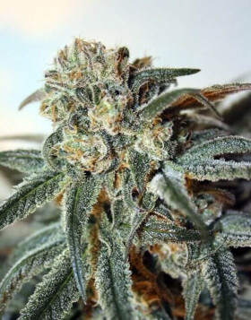 Zombie Kush Feminizada