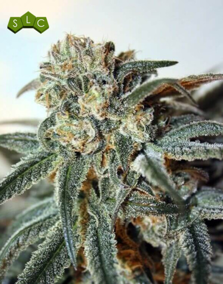Zombie Kush Feminizada