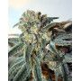 Zombie Kush Feminizada