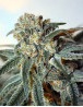Zombie Kush Feminizada