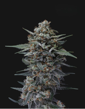 Banana Punch - Semillas de Marihuana Americanas Feminizadas Baratas