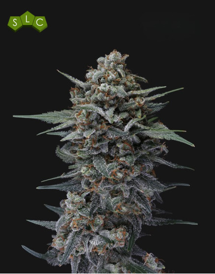 Banana Punch - Semillas de Marihuana Americanas Feminizadas Baratas