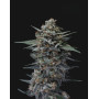 Banana Punch - Semillas de Marihuana Americanas Feminizadas Baratas