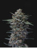Banana Punch - Semillas de Marihuana Americanas Feminizadas Baratas