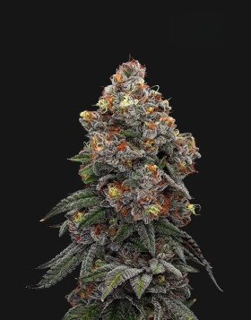 Gealato Sherb - Semillas de Marihuana Americanas Feminizadas Baratas