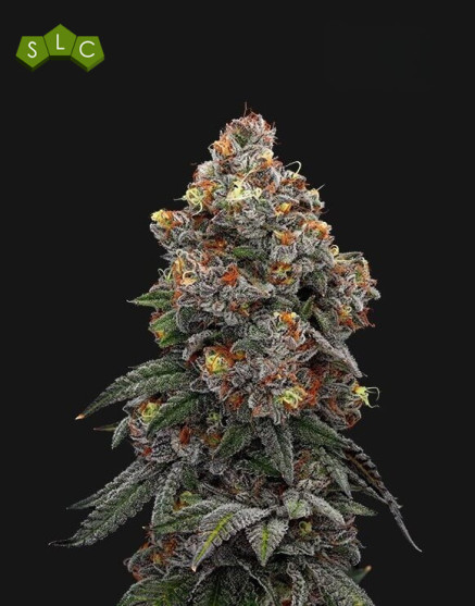 Gealato Sherb - Semillas de Marihuana Americanas Feminizadas Baratas