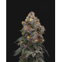 Gealato Sherb - Semillas de Marihuana Americanas Feminizadas Baratas