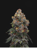 Gealato Sherb - Semillas de Marihuana Americanas Feminizadas Baratas
