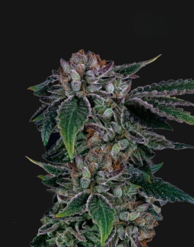 Gealousy - Semillas de Marihuana Americanas Feminizadas Baratas