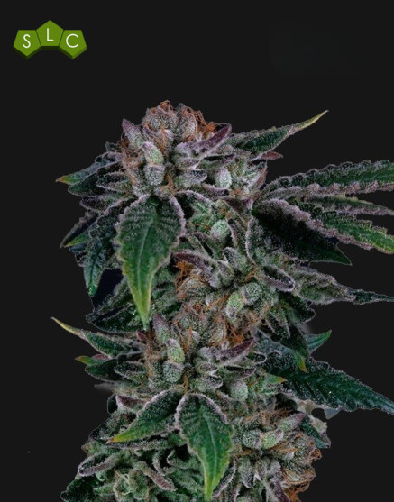 Gealousy - Semillas de Marihuana Americanas Feminizadas Baratas