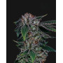 Gealousy - Semillas de Marihuana Americanas Feminizadas Baratas