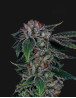 Gealousy - Semillas de Marihuana Americanas Feminizadas Baratas