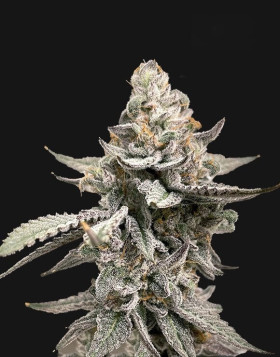 GMO -  Semillas de Marihuana Americanas Feminizadas Baratas