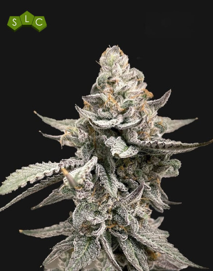 GMO -  Semillas de Marihuana Americanas Feminizadas Baratas