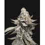 GMO -  Semillas de Marihuana Americanas Feminizadas Baratas
