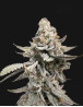 GMO -  Semillas de Marihuana Americanas Feminizadas Baratas