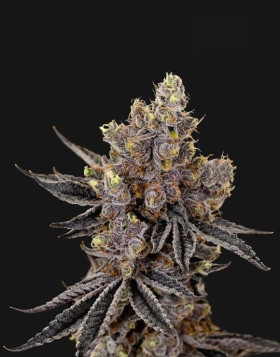 Kush Mints - Semillas de Marihuana Americanas Feminizadas Baratas