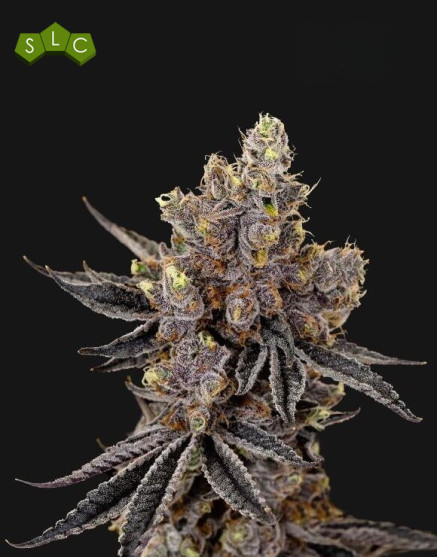 Kush Mints - Semillas de Marihuana Americanas Feminizadas Baratas