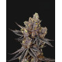 Kush Mints - Semillas de Marihuana Americanas Feminizadas Baratas