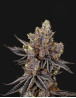 Kush Mints - Semillas de Marihuana Americanas Feminizadas Baratas