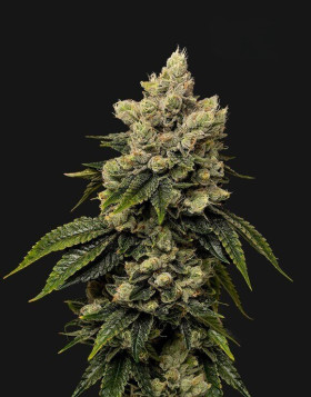 Kush Mintz - Semillas de Marihuana Americanas Feminizadas Baratas